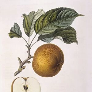 Apple Gros barbarie Henry Louis Duhamel du Monceau, botanical plate by Pierre Jean Francois Turpin