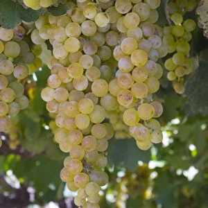 Argentina, Cuyo, Mendoza, Torrontes grapes on vines