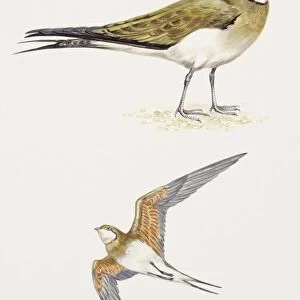 Birds: Charadriiformes, Collared Pratincole, (Glareola pratincola), illustration