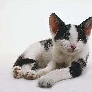 Black and white Shorthaired Cat (Felis catus) lying on its side, front view