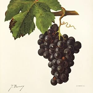 Cot grape, illustration by J. Troncy