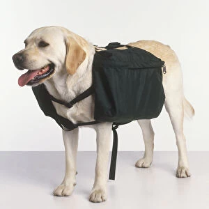 A dog wearing a backpack