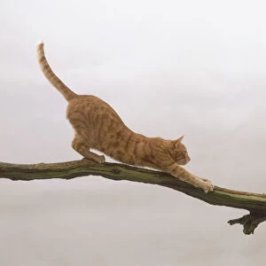 Ginger tabby cat stretching on branch, side view