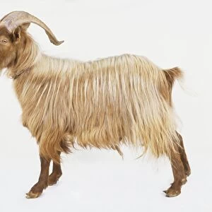 Golden Guernsey Goat (Capra hircus), side view