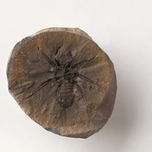 Graephonus, invertebrate fossil in piece of brown coal, close-up
