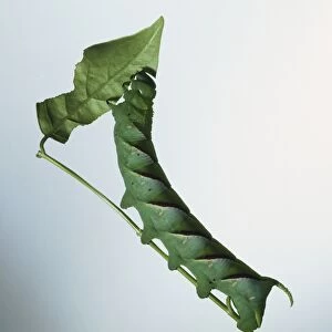 Green hawkmoth caterpillar on a stem eating leaf, side view