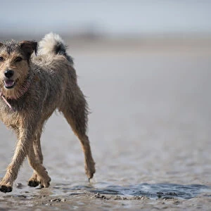 Grey-brown mongrel dog walking along beach at low tide, looking at camera