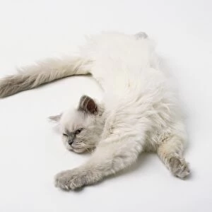 A groomed cat stretching itself