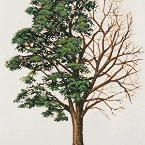 Gymnocladus dioica (Kentucky coffee tree)