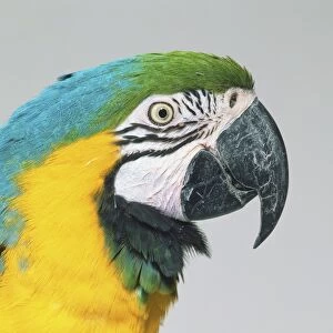 Head of Blue-and-yellow Macaw (Ara ararauna), close up, side view
