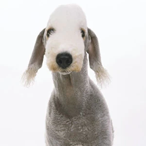 Front headshot of a Bedlington Terrier