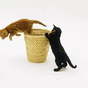 Two kittens playing with a basket