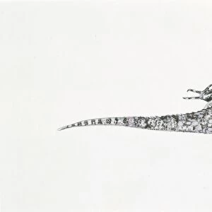 Kotschys Gecko (Mediodactylus kotschyi), illustration