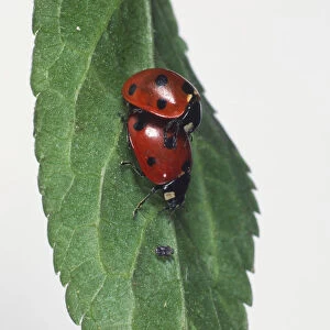 Two Ladybirds, coccinellidae, mating on a green leaf, close up