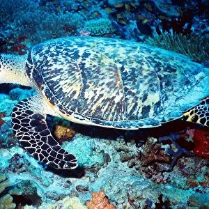 Maldives. Turtle. Ocean Floor
