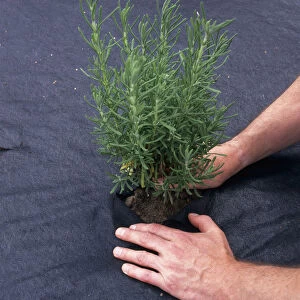 Man planting Rosmarinus officinalis (Rosemary) in hole in sheet of plastic mulch on top of soil