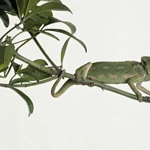 Mediterranean Chameleon (Chamaeleo chamaeleon) standing on branch