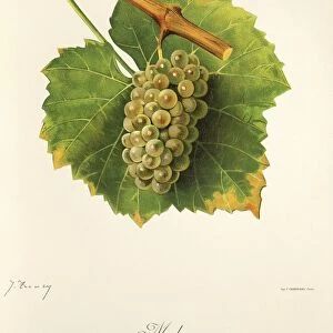 Melon grape, illustration by J. Troncy