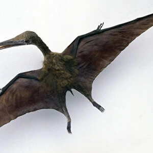 Overhead view of model of Pterodactylus