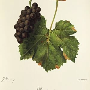 Pinot Gris grape, illustration by J. Troncy