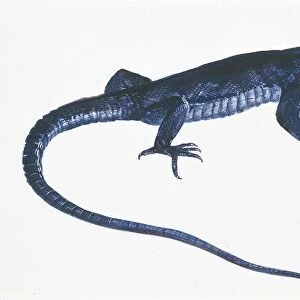 Ruin Lizard (Podarcis sicula), illustration