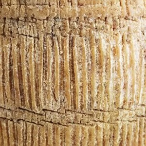 Rush basket pattern on rind of Italian Canestrato Moliterno goat or ewes milk cheese, close-up