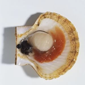 Scallop in shell, close up
