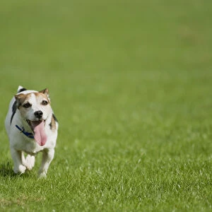 Small, mixed-breed dog walking on a lawn with its tongue sticking out, front view
