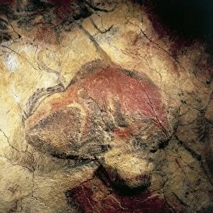 Spain, Cantabria, Altamira Cave, Paleolithic Cave Art, painting depicting a bison