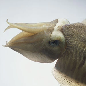 Squid head and eye, side view