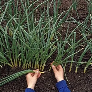 Thinning spring onions by removing seedling from row in soil