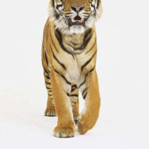 Tiger (Panthera tigris) walking forward