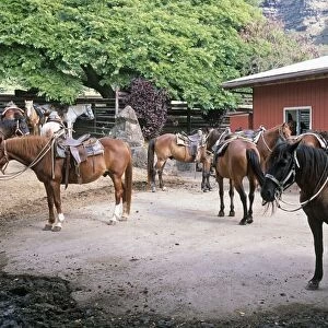 USA, Hawaii, O ahu, Kualoa Ranch, group of horses tacked-up ready for horseback ride