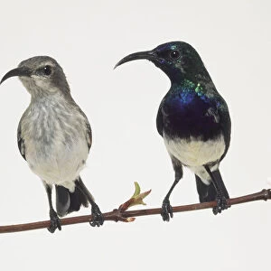 Front view of a captive male Variable Sunbird perched on a thin branch, with head in profile, with iridescent blue plumage above with a blue-violet upper breast, yellow or white belly. (Also female example perched next to the male)