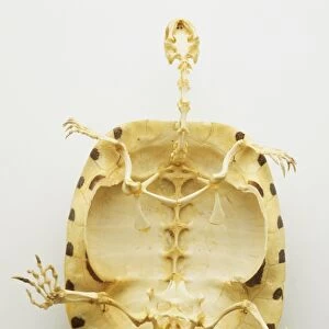 Below bottom view of the whole skeleton of a turtle with thin bones inside a thick protective shell