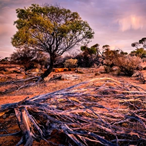 Bush, Desert, Western Australia, australia, outback, red, sunset