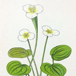 Antique botany illustration: Frog Bit, Hydrocharis morsus-rane