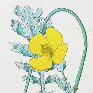 Antique botany illustration: Yellow Horn Poppy, Glaucium luteum