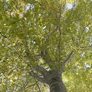 Beech tree