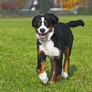Bernese Mountain Dog -Canis lupus familiaris-, young female