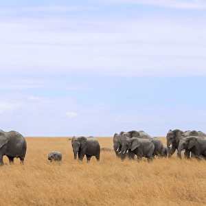 Big group of african elephants