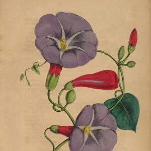 Bindweed or Morning Glory Victorian Botanical Illustration