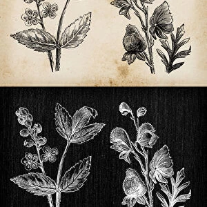 Botany plants antique engraving illustration: Actaea spicata (Baneberry