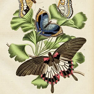 Butterflies Chromolithograph 1868