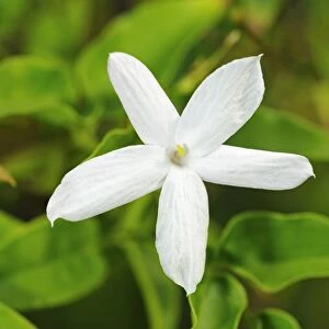 Common Jasmine -Jasminum officinale-, flowering