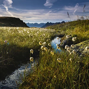 Cotton Grass -Eriophorum- with stream and mountain peaks, Gargellen, Montafon, Vorarlberg, Austria