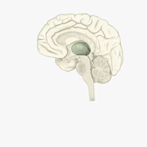 Digital illustration of thalamus is human brain highlighted in green