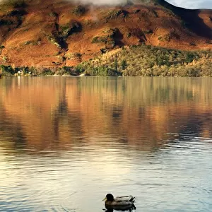 Duck on lake, Lake District, Cumbria, England