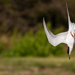 Forsters tern