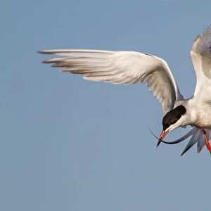 Forsters Tern on flight